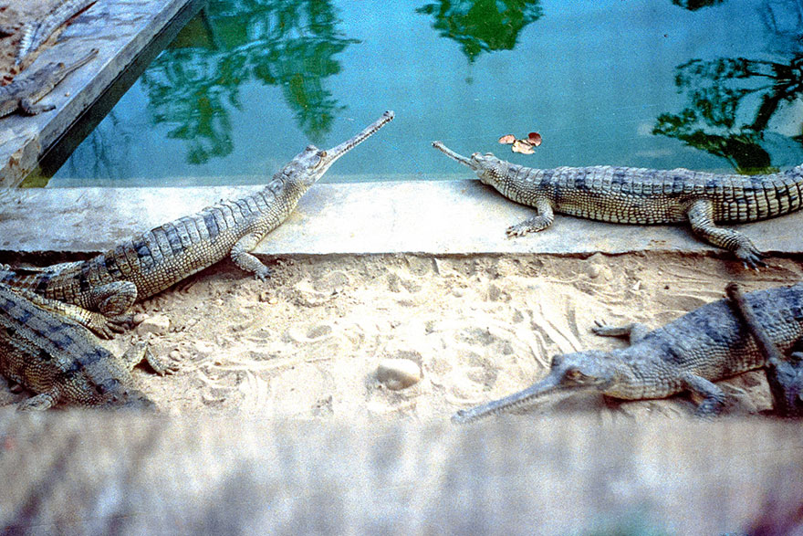 8 Tage Urlaubsreise nach Nepal (Kathmandu - Pokhara - Chitwan)