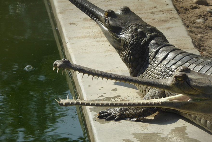 Bhutanische Währung