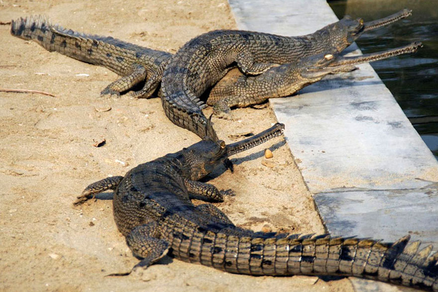 6 Tage Highlights Tour von Kathmandu nach Pokhara