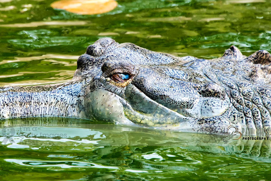 11 Tage Bhutan Reise zum Schwarzhalskranich Festival